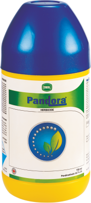 Pandora 