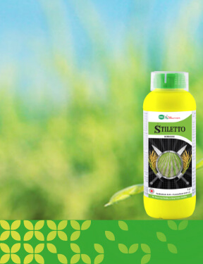 stilleto banner
